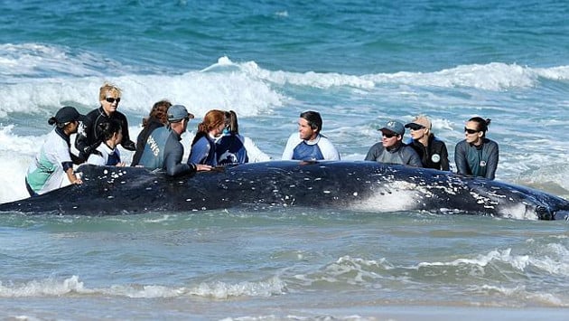 ballena rescatada en australia, ballena varada en australia, estudiar en australia, estudiarenaustralia.es, australianway.es