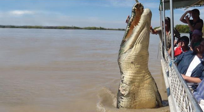 brutus el cocodrilo gigante, adeliade river cruises, estudiar en australia, australian way, estudia y trabaja en australia,  australianway.es, estudia en australia2