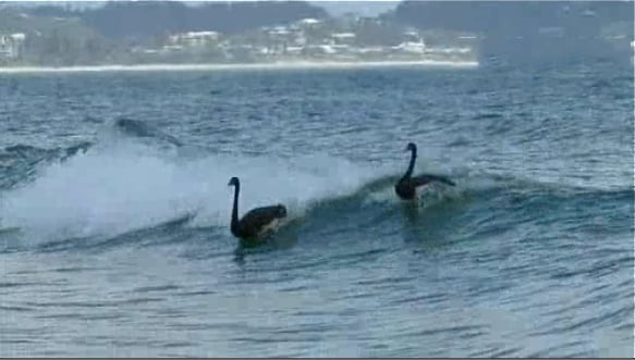 cisnes surfeando en Australia gold coast, surf australia, estudiar en australia, estudia en australia, australian way, australianway