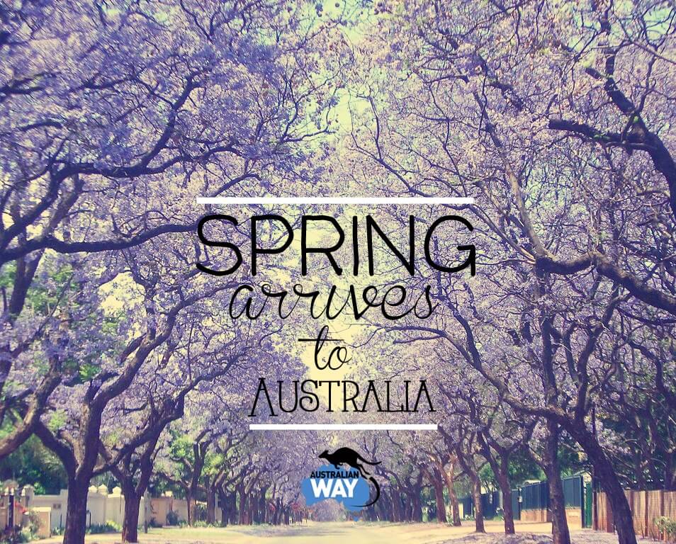 jacaranda, springtime australia, primavera en australia, australian way, estudiar y trabajar en australia, estudiar ingles en australia